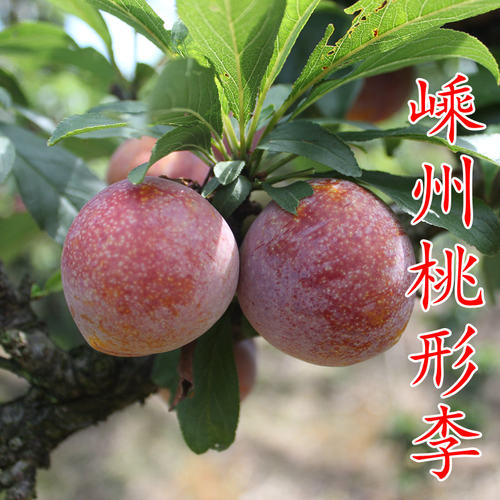 新品李苗嵊州桃形李子苗嫁接苗