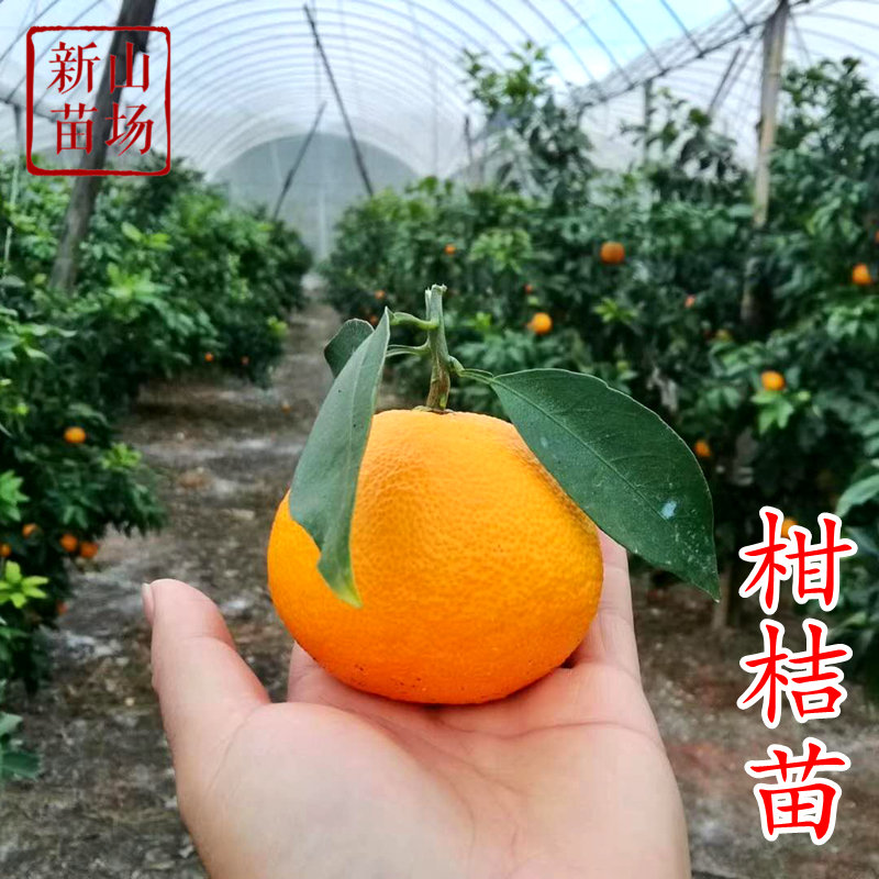 柑橘盆栽果树新品种黄美人沃
