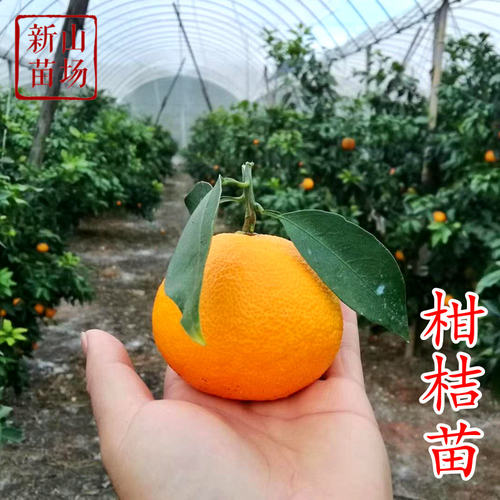 柑橘盆栽果树新品种黄美人沃