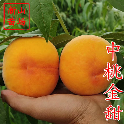 【中桃金甜黄桃苗】6月初170克不熟就甜黄桃子树苗浙江新山苗场