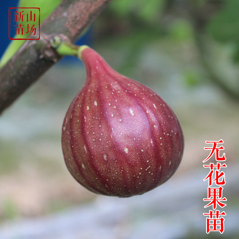 无花果苗裸根地栽姬红芭劳奈bnr