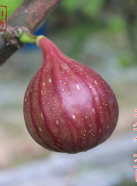 无花果树苗裸根青皮金傲芬无花果苗波姬红芭劳奈BNR浙江新山基地