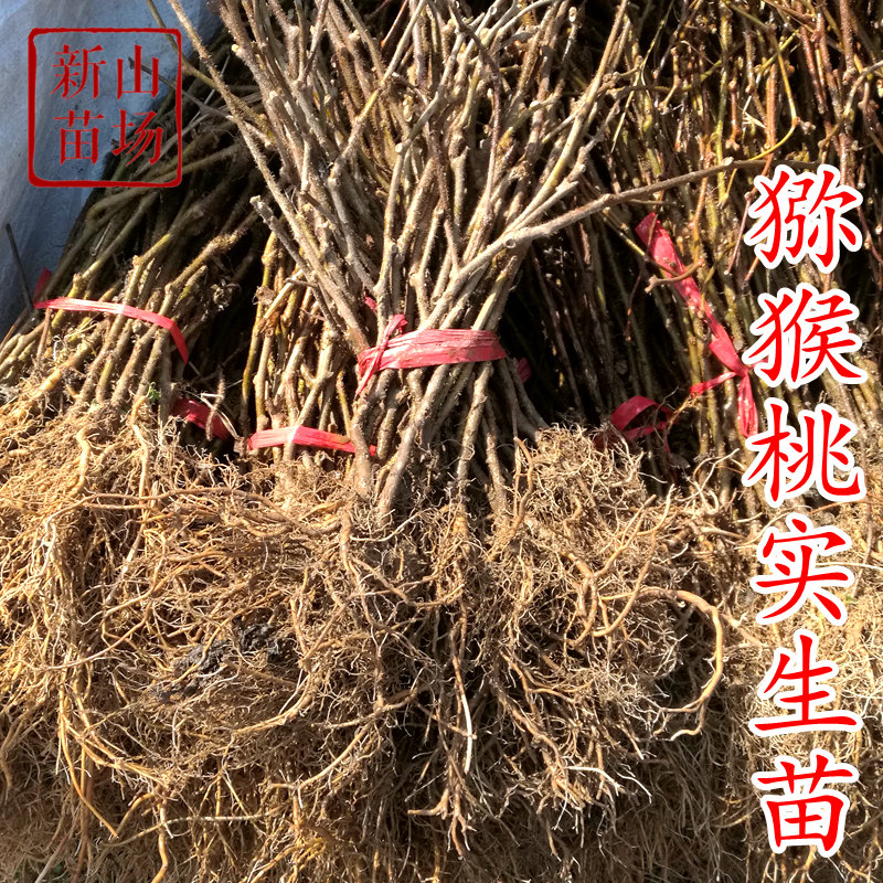 软枣中华弥猴桃砧木带土实生苗
