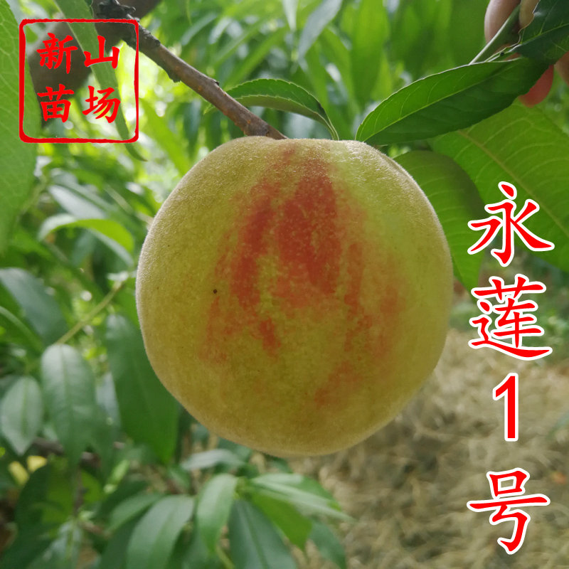 【永莲1号桃苗】9月优质晚熟软溶质大果九五至尊水蜜桃子树苗品种