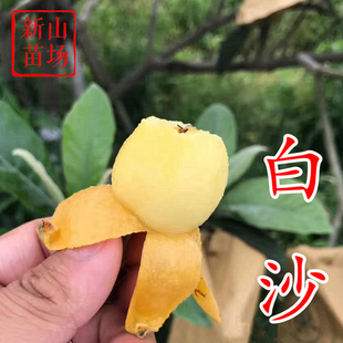 白沙枇杷苗 软条硬枝塘栖白沙兰溪白砂大果宁海白肉枇杷树苗