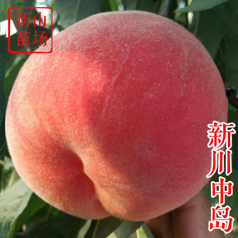 【新川中岛桃苗】7月中旬300克大果经典日本白桃品种桃子树苗