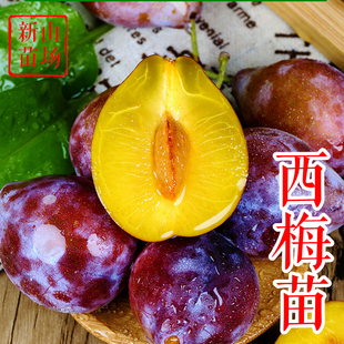 【西梅苗】法兰西塔尔玛女神蓝蜜艾琳娜红喜皇后莫妮卡西梅树苗