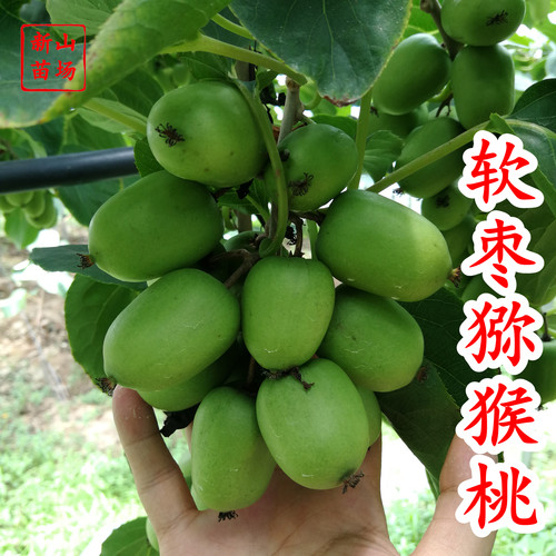 【软枣猕猴桃苗】库库瓦伊赛自花大红袍红心红肉奇异莓猕猴桃苗
