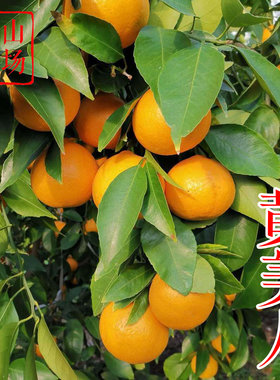 【爱媛68桔苗】黄美人新品种皇帝柑晚熟红美人脱毒柑橘柑桔子树苗