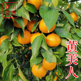 【爱媛68桔苗】黄美人新品种皇帝柑晚熟红美人脱毒柑橘柑桔子树苗