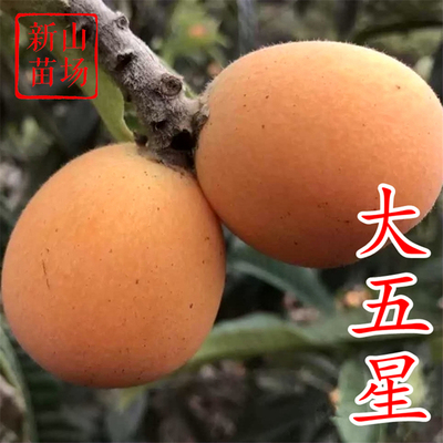 【大五星枇杷树苗】耐寒-7℃大果 5月下红砂黄肉红肉常绿枇杷苗
