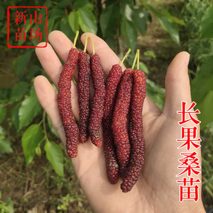 【长果桑苗】嫁接台湾四季长果桑椹树苗 新品种桑葚苗桑果树苗基