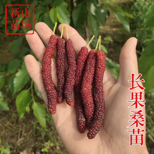 【长果桑苗】嫁接台湾四季长果桑椹树苗 新品种桑葚苗桑果树苗基