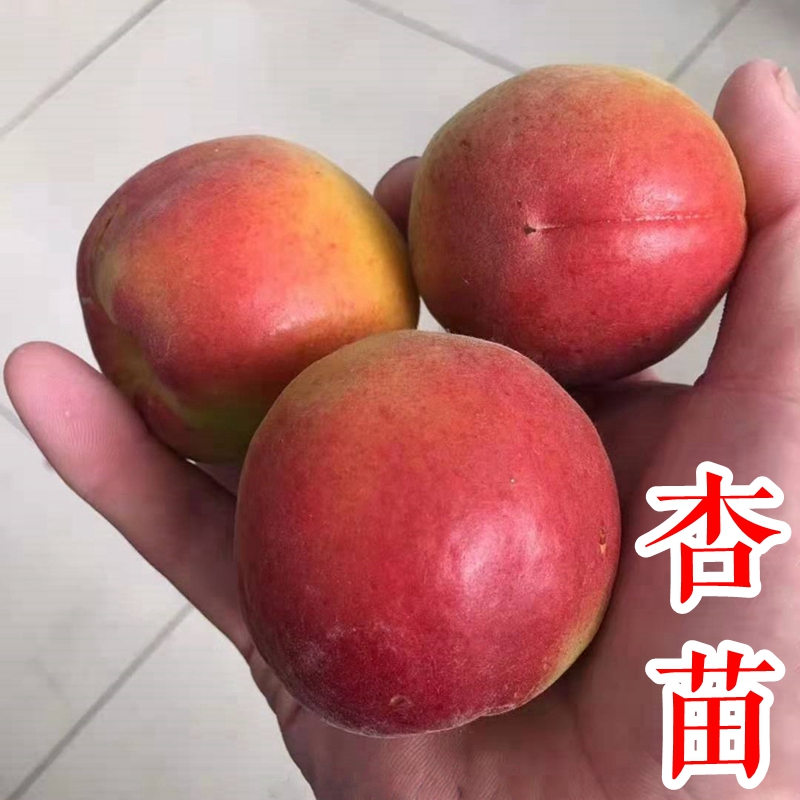 杏子树苗丰园金太阳荷兰香蜜凯特