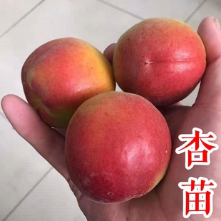 【杏子树苗】红杏黄杏金皇后味馨金太阳凯特杏关公脸珍珠油杏树苗