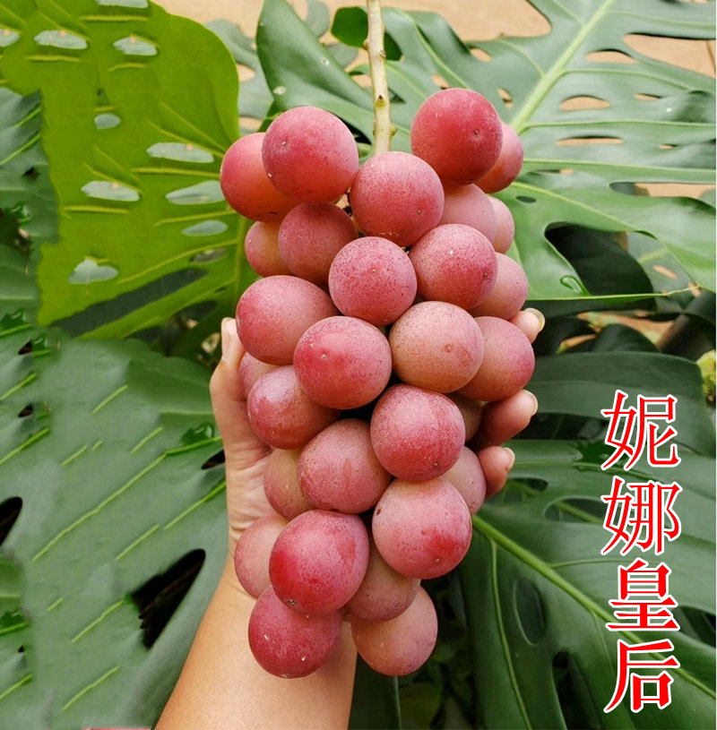 【妮娜皇后】妮娜公主女皇红色系完熟有酒香味日本高端品种葡萄树