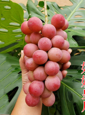 【妮娜皇后】妮娜公主女皇红色系完熟有酒香味日本高端品种葡萄树