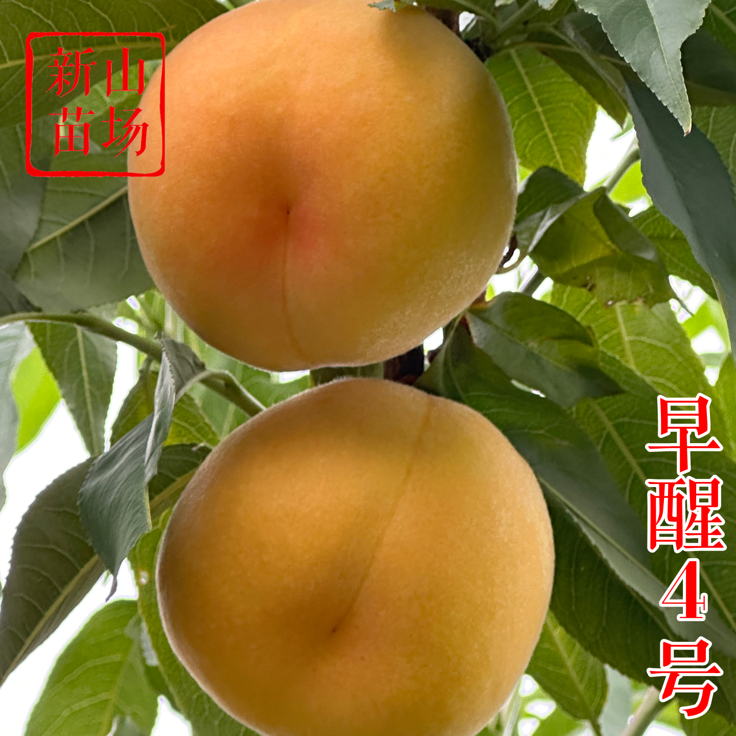 广东福建广西可以种的早熟黄桃苗