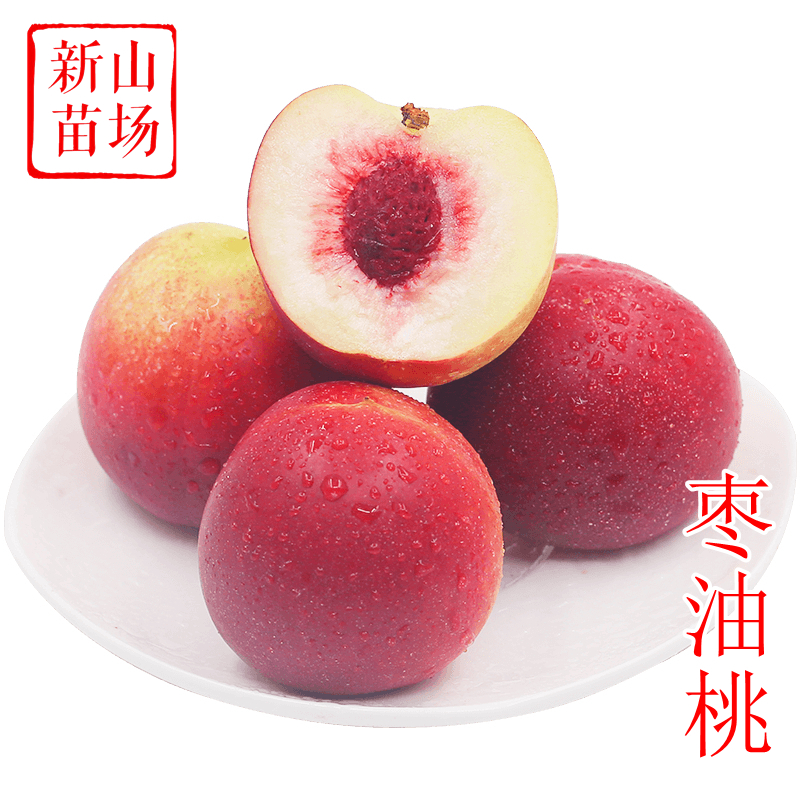 【枣油桃苗】晚熟7月黄肉白肉迷你珍珠油0枣油桃树苗南北方种植