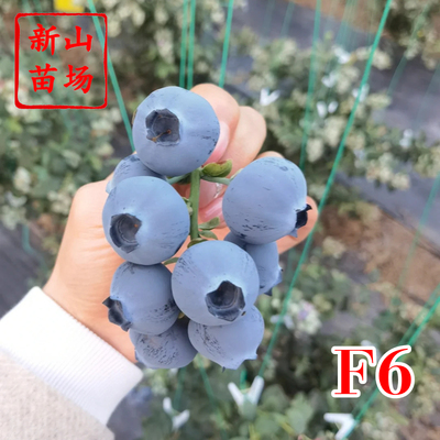 【F6蓝莓苗】早熟大果2年3年带土H5浙江蓝莓树苗盆栽营养杯钵苗