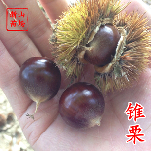 【锥栗板栗苗】锥栗苗小板栗苗福建建瓯浙江油榛南方北方种植嫁接