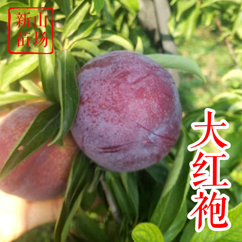 【大红袍李子苗】7月大果脆甜口感好易管理自花结果布朗李子树苗,鲜花速递/花卉仿真/绿植园艺,果树,淘宝优惠券,粉丝福利购,淘宝优惠卷