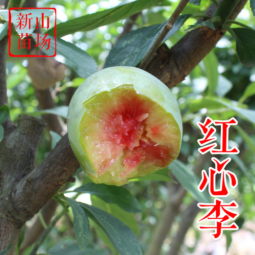 【红心李苗】6月老品种芙蓉李三华西瓜李血李碧绿红心李子树苗
