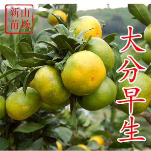 【大分早生桔苗】8月底熟耐寒易管理早熟蜜桔大分1号4号橘子树苗