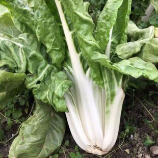 四川成都整颗牛皮菜新鲜厚皮菜蔬菜瓢儿菜莙荙菜3/5斤瓢儿白