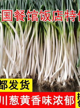 四川大葱新鲜农家自种长白毛葱去皮细大葱蔬菜现挖现发葱黄偏细