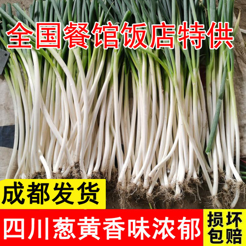 四川大葱新鲜农家自种白毛蔬菜