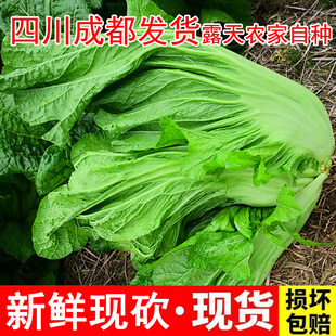 四川新鲜泡青菜酸菜泡酸菜3斤大叶青菜芥菜宽帮青菜5斤装净8.5斤