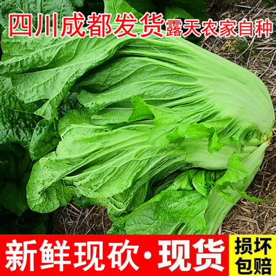 四川新鲜泡青菜酸菜泡酸菜3斤大叶青菜芥菜宽帮青菜5斤装净8.5斤