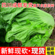 四川新鲜泡青菜酸菜泡酸菜3斤大叶青菜芥菜宽帮青菜5斤装 净8.5斤