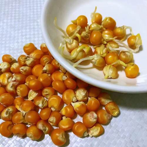 小粒红黄纯硬质玉米粒可种植