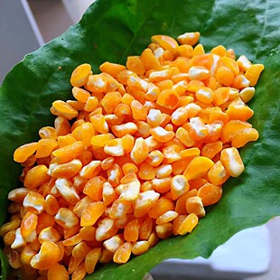 2025年农家自产小粒红老品种玉米小碴子东北大碴子 全胚芽玉米面