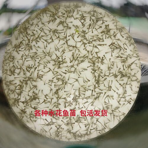 草鱼水花苗淡水养殖中科鲫鱼花白鲢鲤鱼水花水花数量充足广东优质