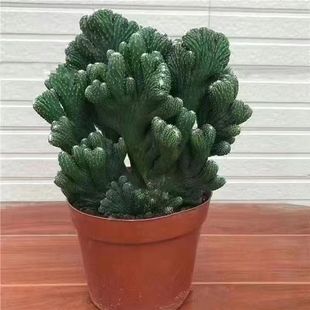 多肉五指山仙人掌多肉植物盆栽花卉绿植室内客厅桌面办公室