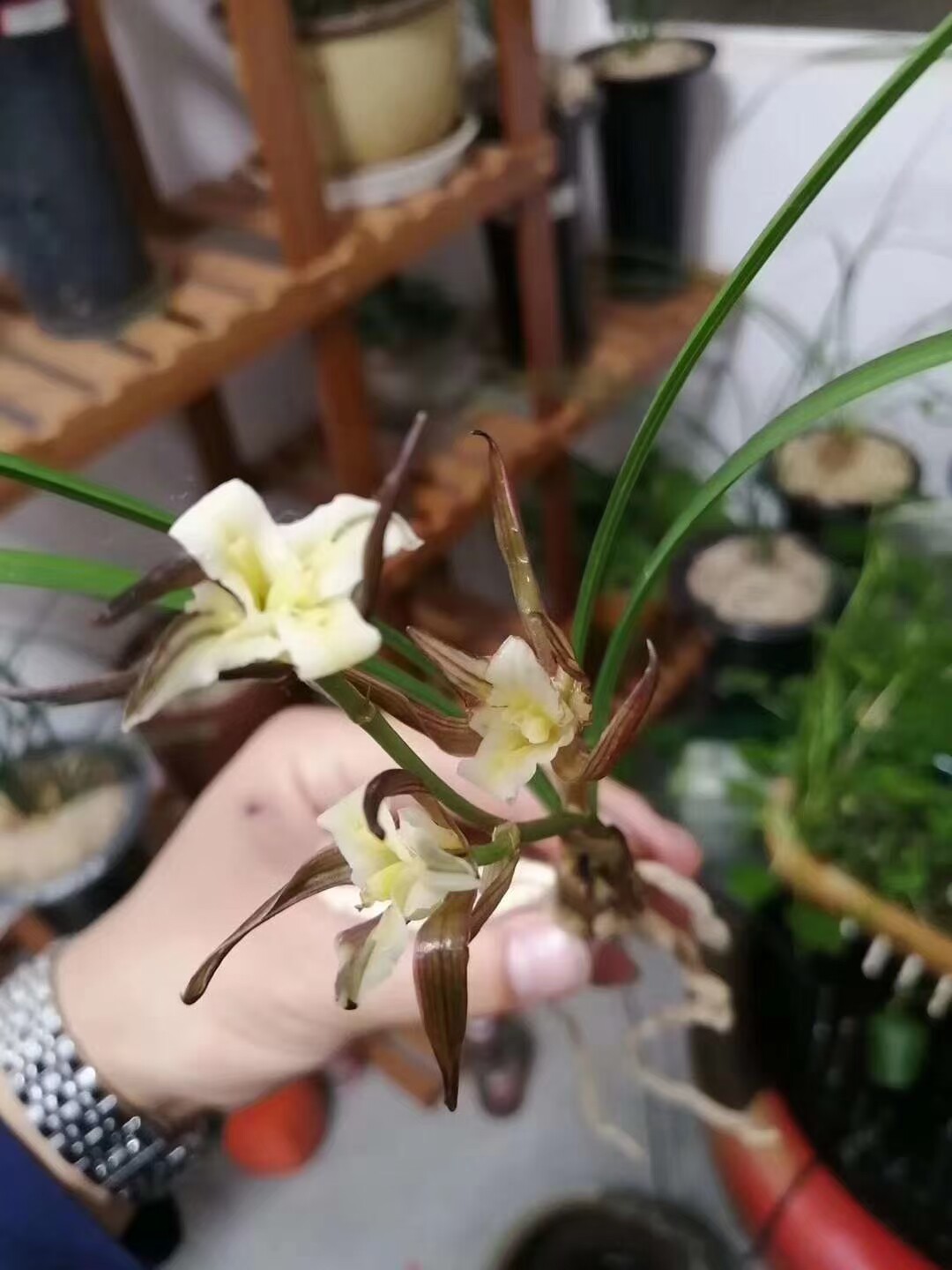 春兰玉蝶献瑞兰花产自腾冲奇花色花云南阳台养植花卉兰友分享铭兰