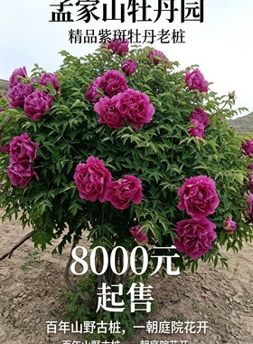 甘肃紫斑牡丹榆中县清水驿乡孟家山牡丹园高家岔西北老树独杆