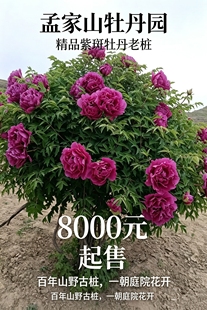 甘肃紫斑牡丹榆中县清水驿乡孟家山牡丹园高家岔西北老树独杆
