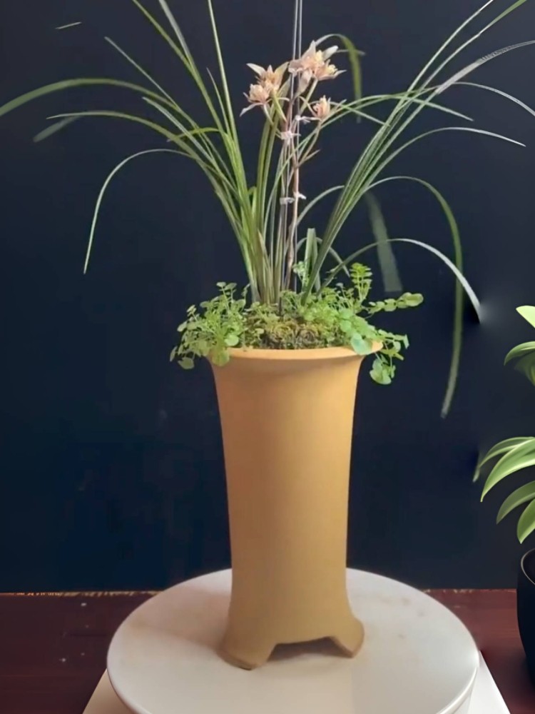 兰花紫砂美人腰豆青泥缎青色红清水黄金缎兰花盆兰展特别推荐高腰