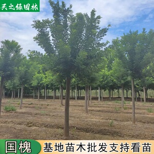 街道观赏行道风景树园林嫁接绿化