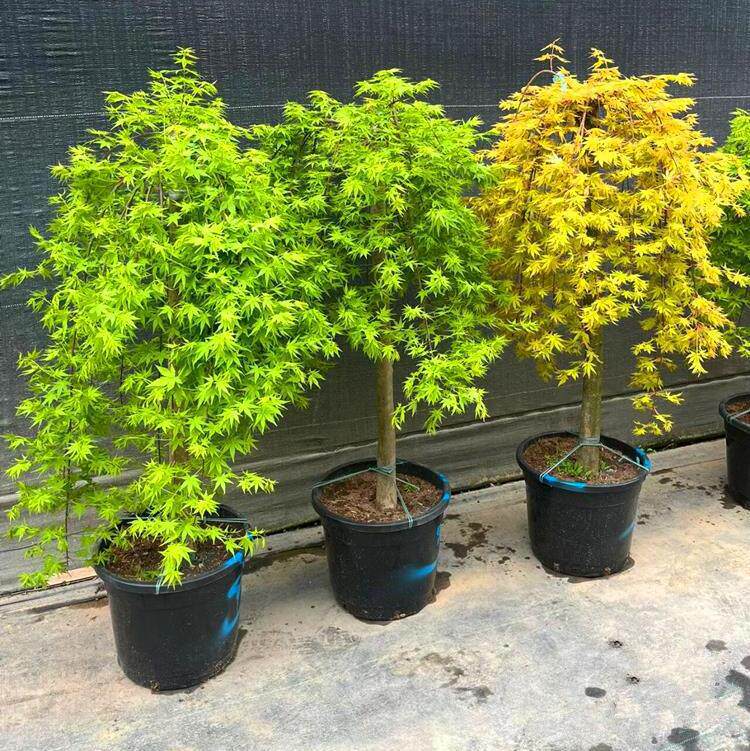 日本枫树流泉树红枫树苗盆景盆栽花园植物日式庭院别墅树阳台枫叶