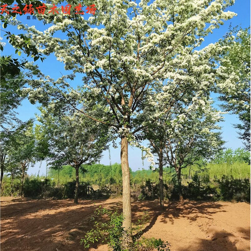 室外庭院植物庭院风景镇宅行道树