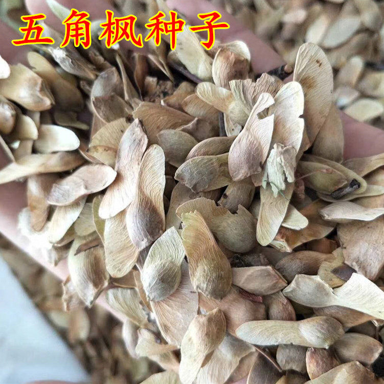 新采青枫种子五角枫种子绿植盆栽青枫树苗种子彩叶树绿化林木种子