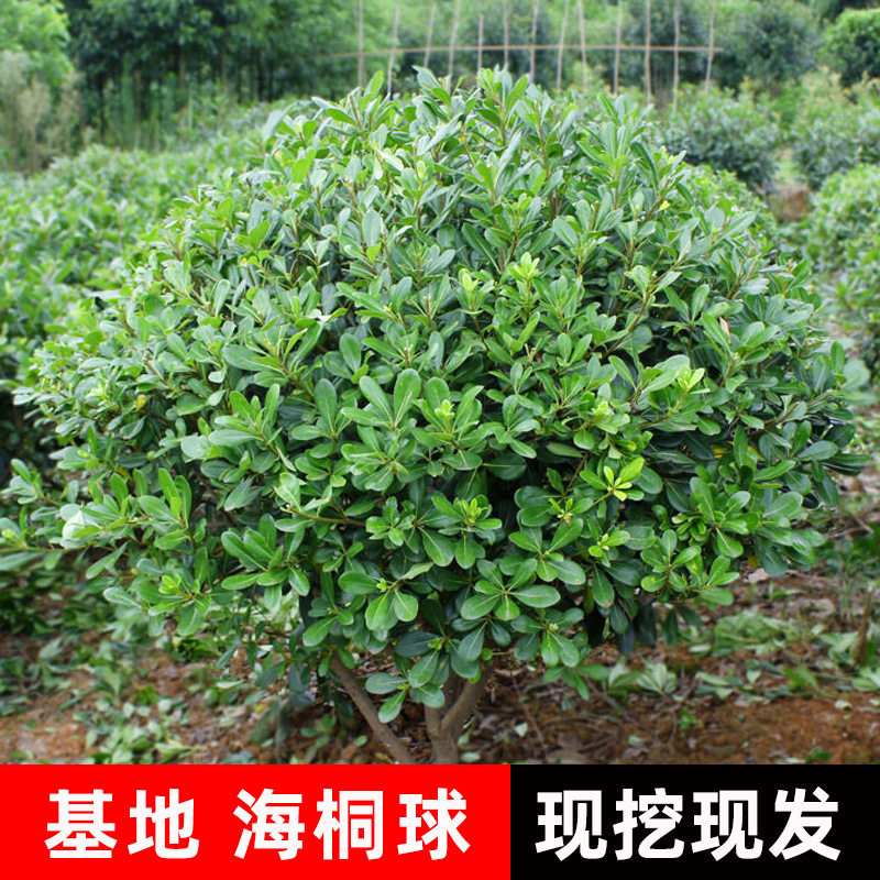 公园四季常青灌木园林工程绿化苗