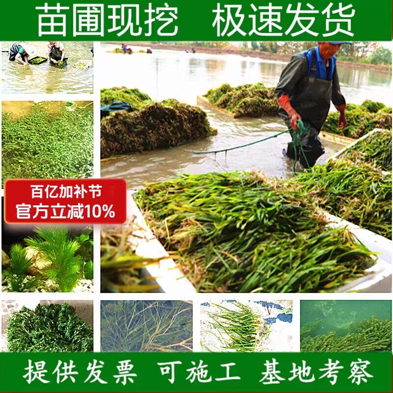 沉水植物水草矮生常绿苦草黑藻金鱼藻马来眼子菜穗花狐尾藻微齿篦