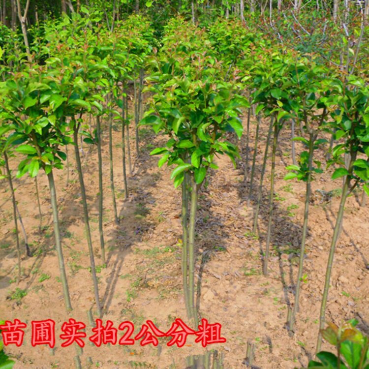庭院绿化工程耐寒盆栽花卉风景树