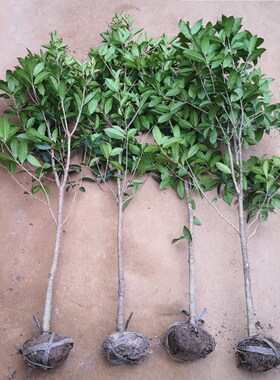 地栽大型桂花树苗别墅庭院绿化苗木原生实八月桂金桂丹桂绿植盆栽